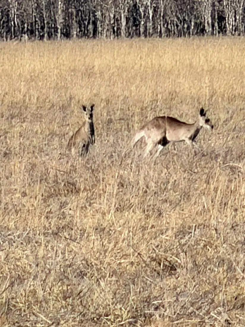 着陸したあとに見かけた2頭のカンガルー