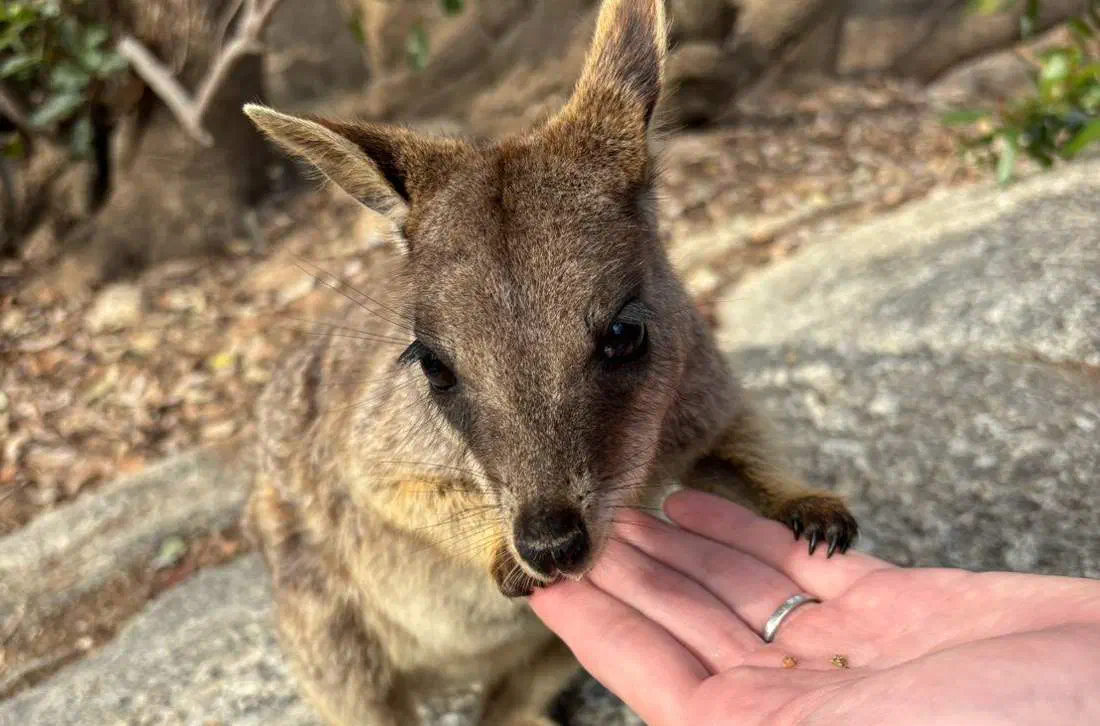 ケアンズの動物ツアーで、手のひらの餌を食べるロックワラビー