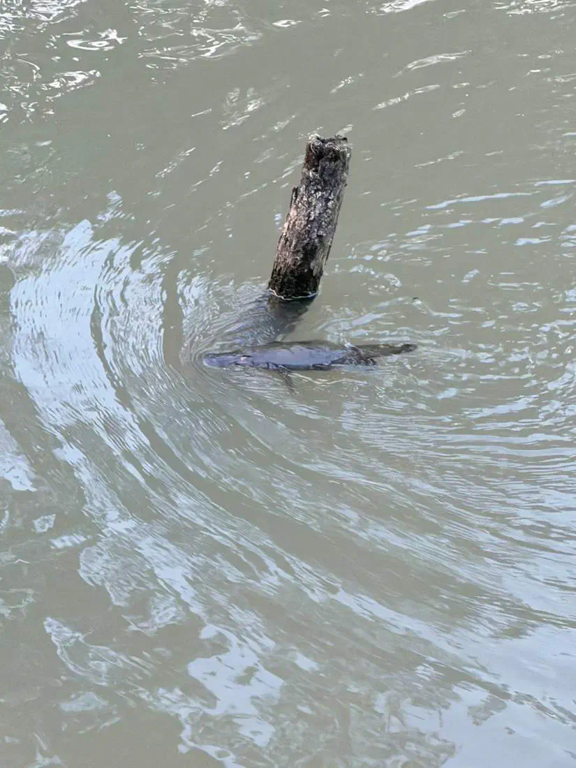 川面に出てきた野生のカモノハシ