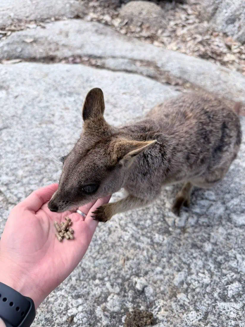 岩の上で、手のひらに乗せた餌を食べにくるロックワラビー