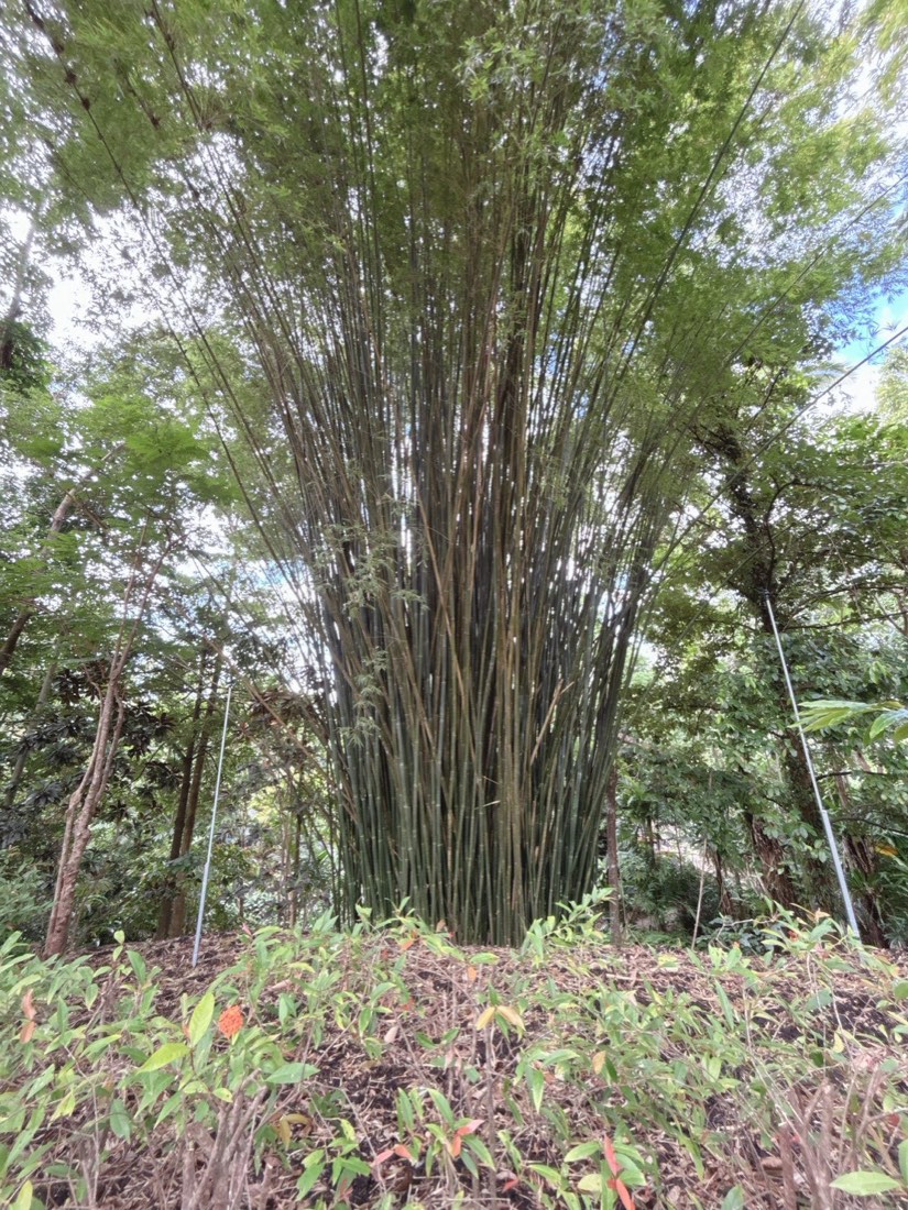 ケアンズの植物園の竹林