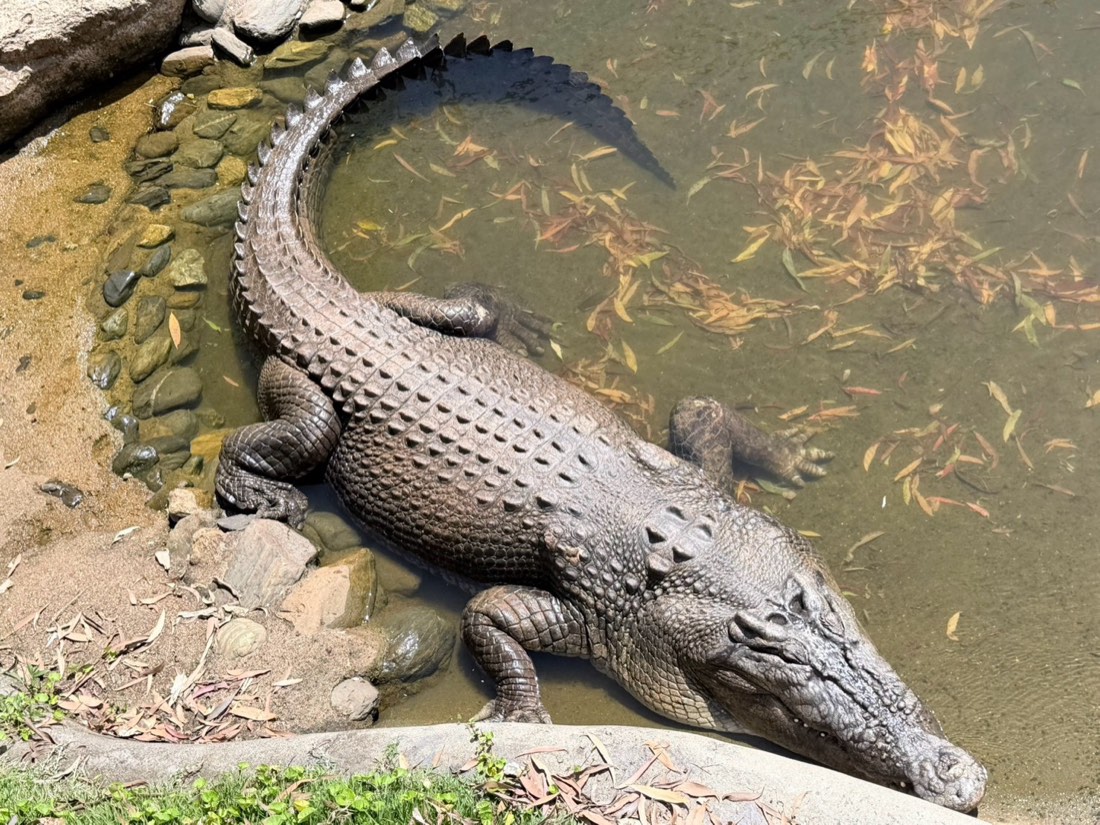レインフォレステーションの動物園のワニ