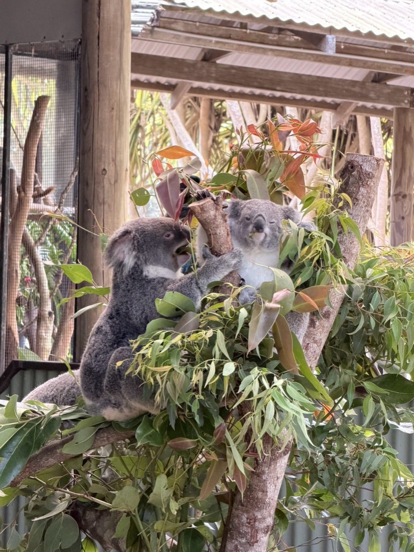 レインフォレステーションの動物園で木につかまるコアラ